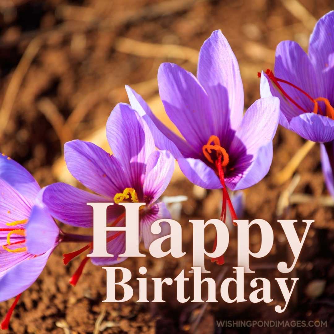 Close-up of Crocus flowers in a field a harvest time. Happy Birthday purple flower images